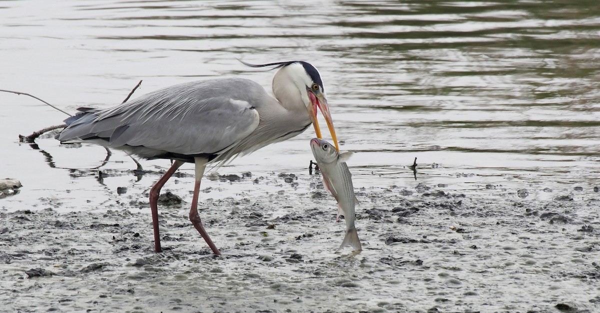 Gray Heron (Gray) - ML205033791