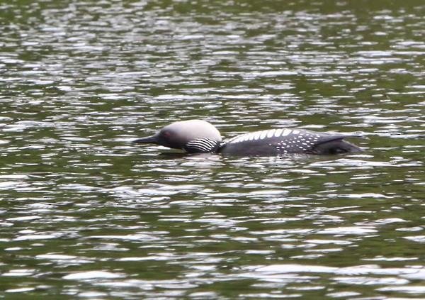 Pacific Loon - ML205033851