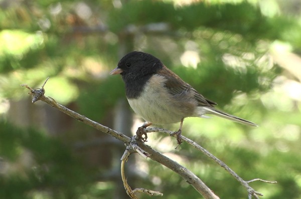 Junco Ojioscuro (grupo oreganus) - ML205034131