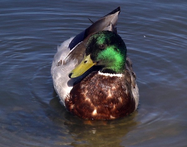 Mallard - Josep del Hoyo