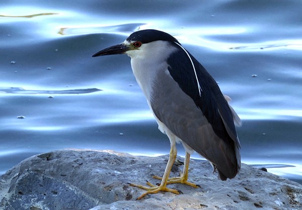 Black-crowned Night Heron (American) - Josep del Hoyo