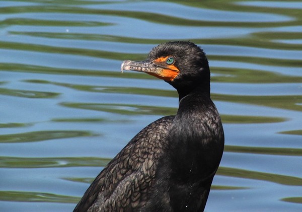 Double-crested Cormorant - Josep del Hoyo