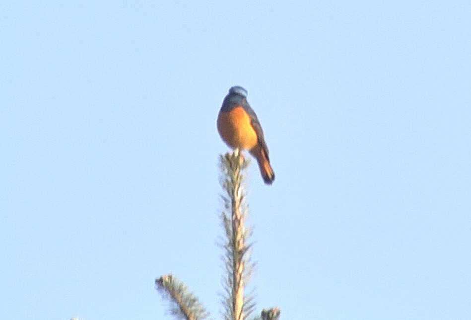 Blue-fronted Redstart - ML205034351