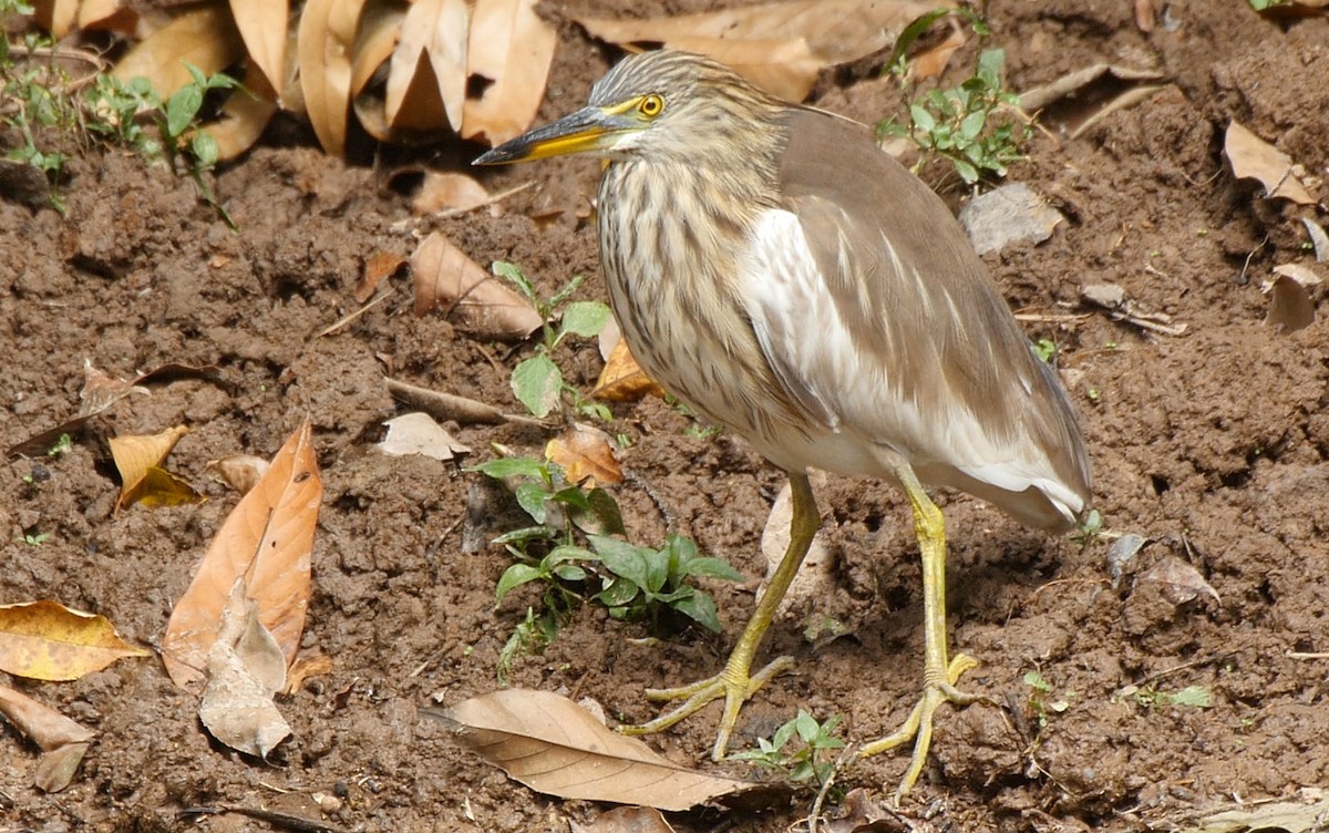 Chinese Pond-Heron - ML205034741