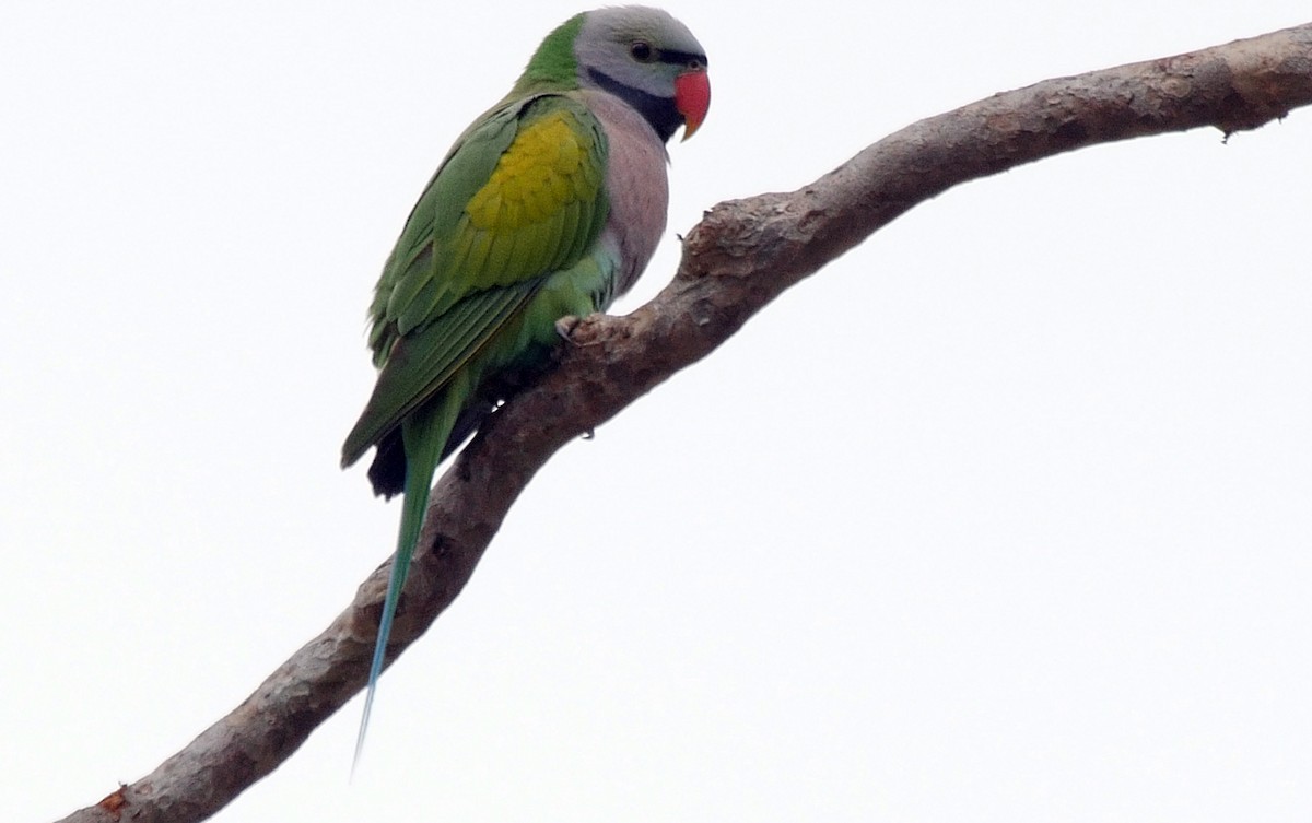 Red-breasted Parakeet - ML205034831