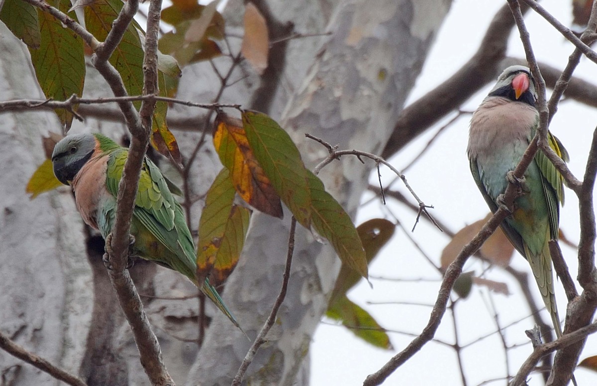 Red-breasted Parakeet - ML205034851