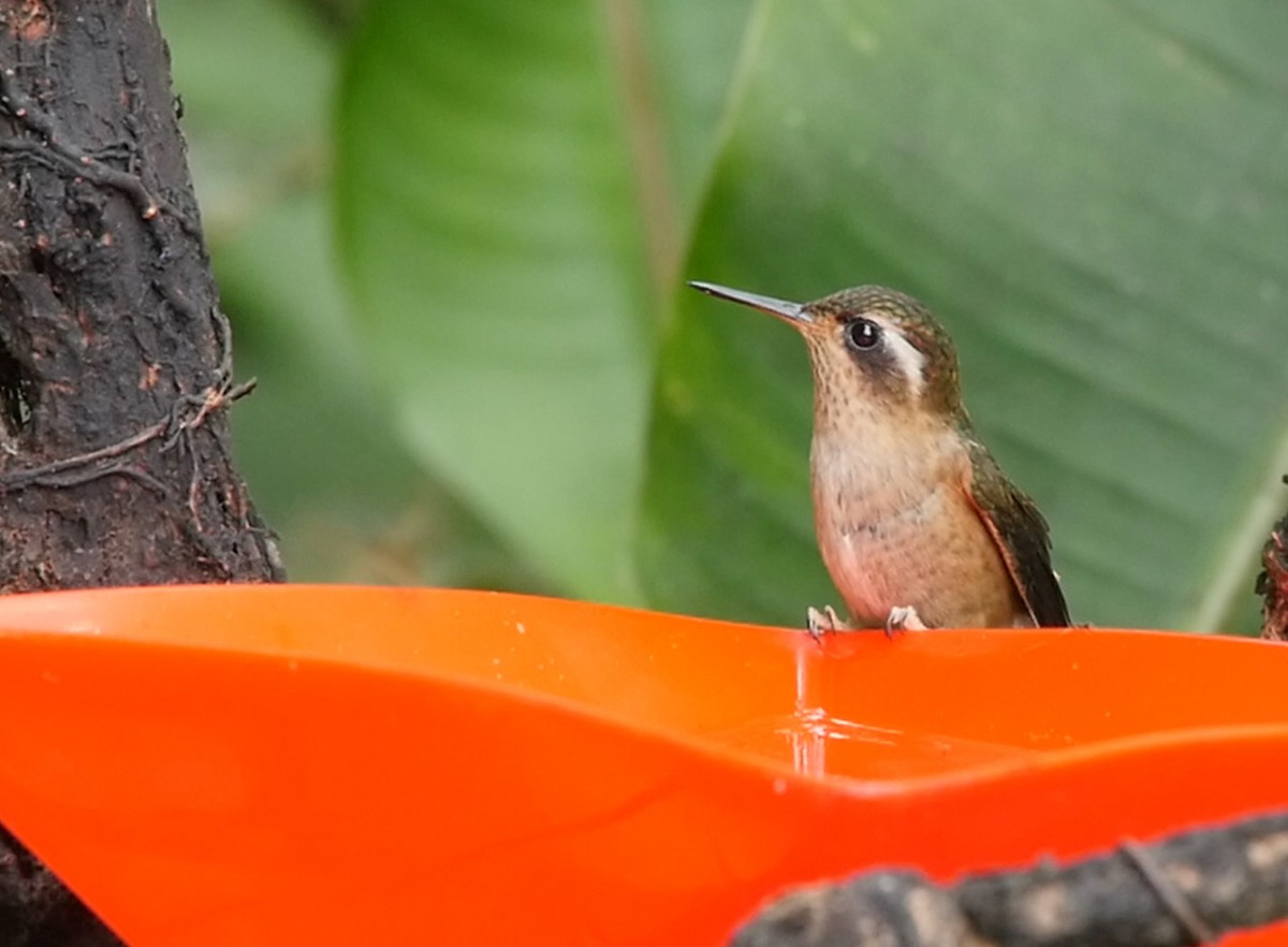 Speckled Hummingbird (melanogenys Group) - ML205035001