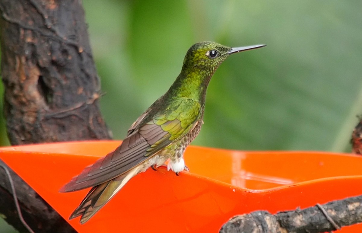 Buff-tailed Coronet - Josep del Hoyo