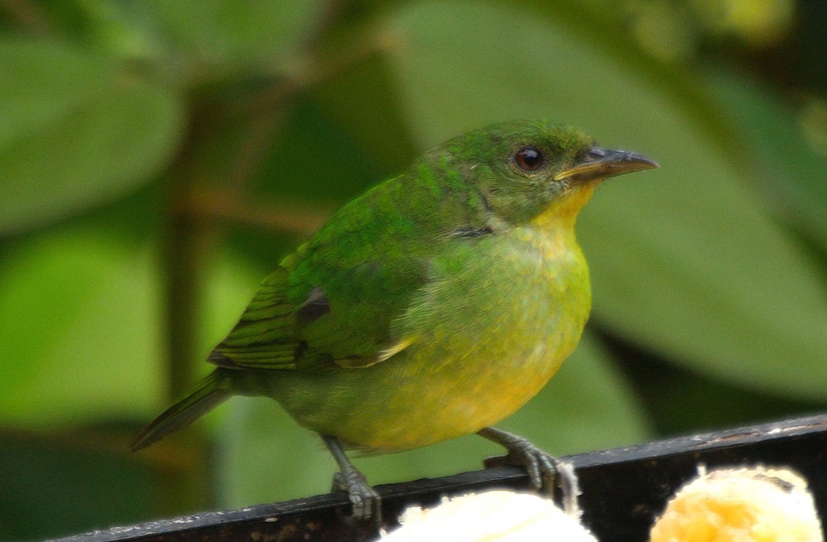 Green Honeycreeper - ML205035081