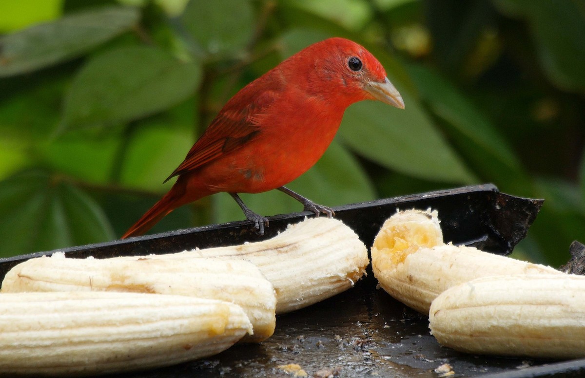 Summer Tanager - ML205035161