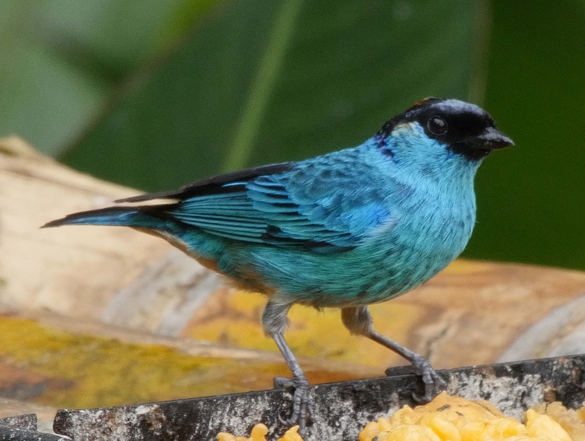 Golden-naped Tanager (Golden-naped) - Josep del Hoyo