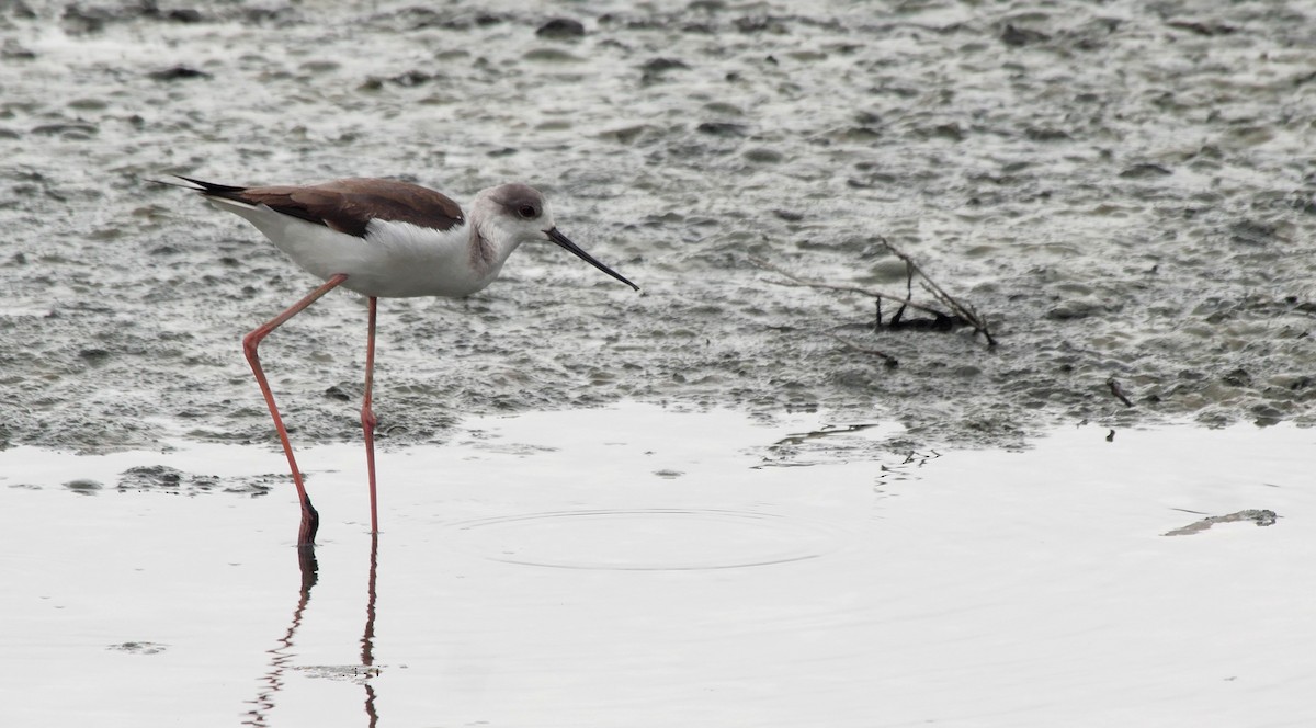 Black-winged Stilt - ML205035201