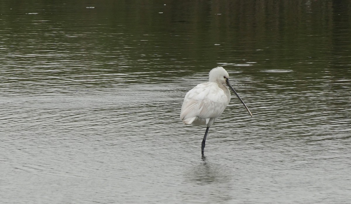 Eurasian Spoonbill - ML205035221