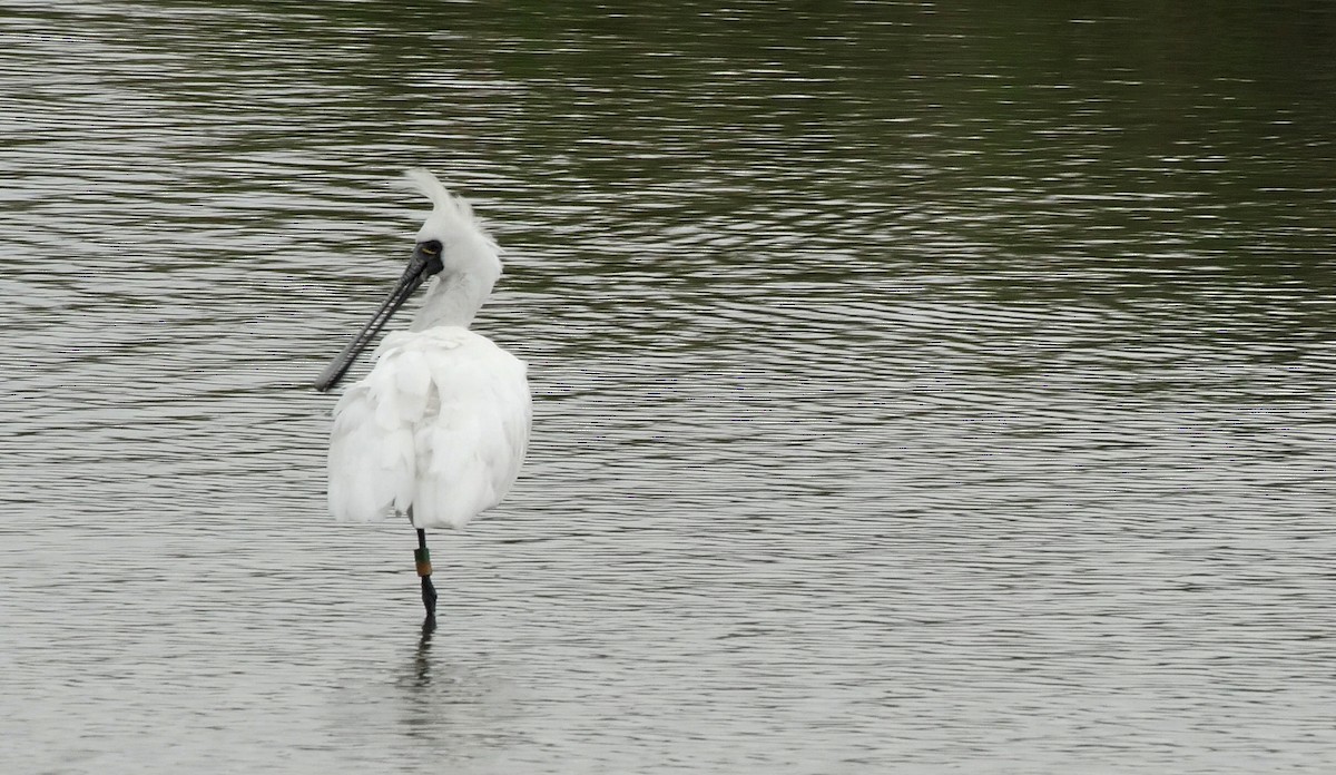 Black-faced Spoonbill - ML205035231