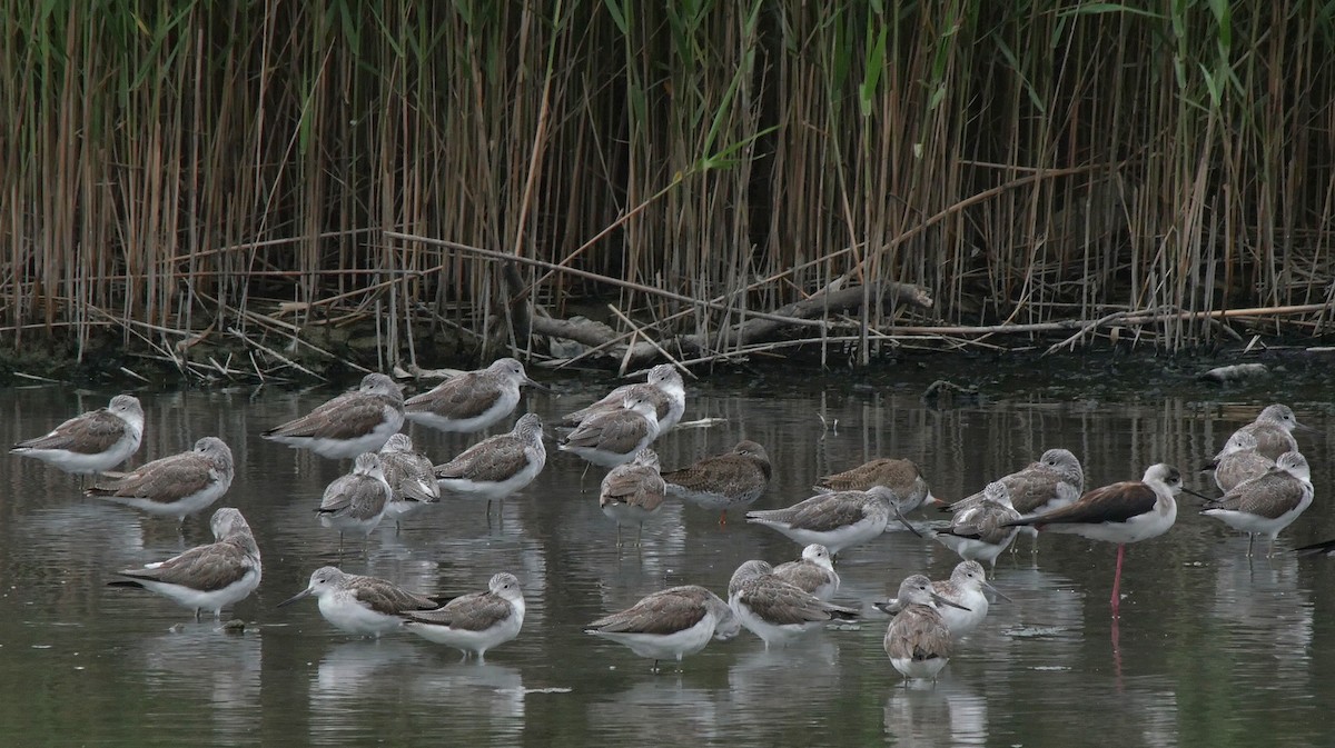 Common Greenshank - ML205035251