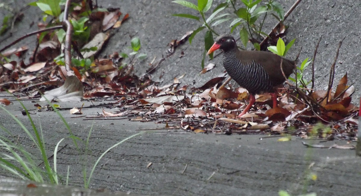 Okinawa Rail - Josep del Hoyo