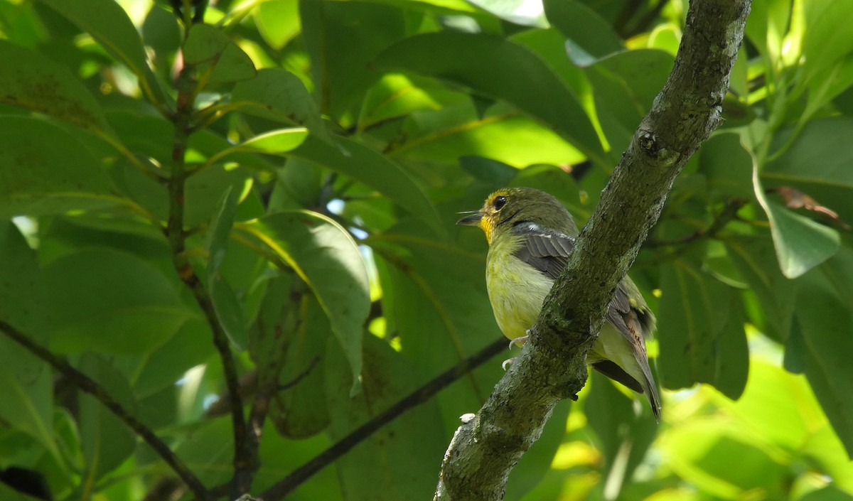 Papamoscas de las Ryukyu - ML205035481