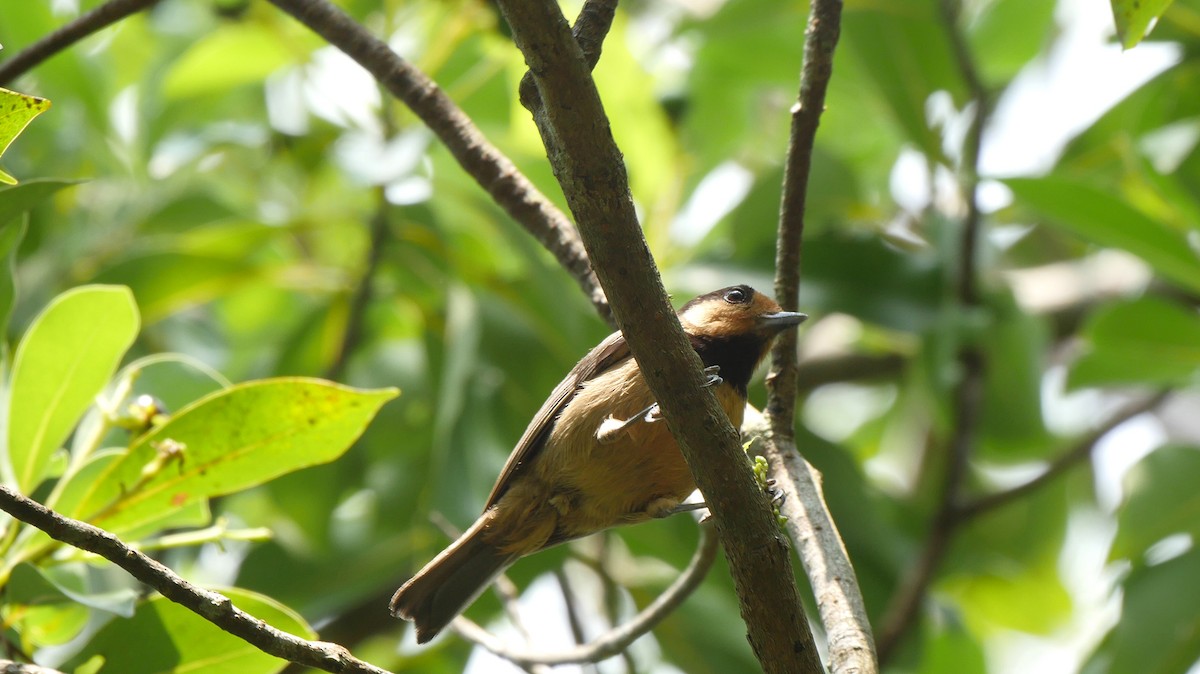 Mésange d'Iriomote - ML205035531