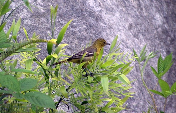 Hooded Oriole - ML205035601