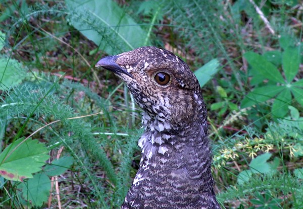 Sooty Grouse - ML205035791