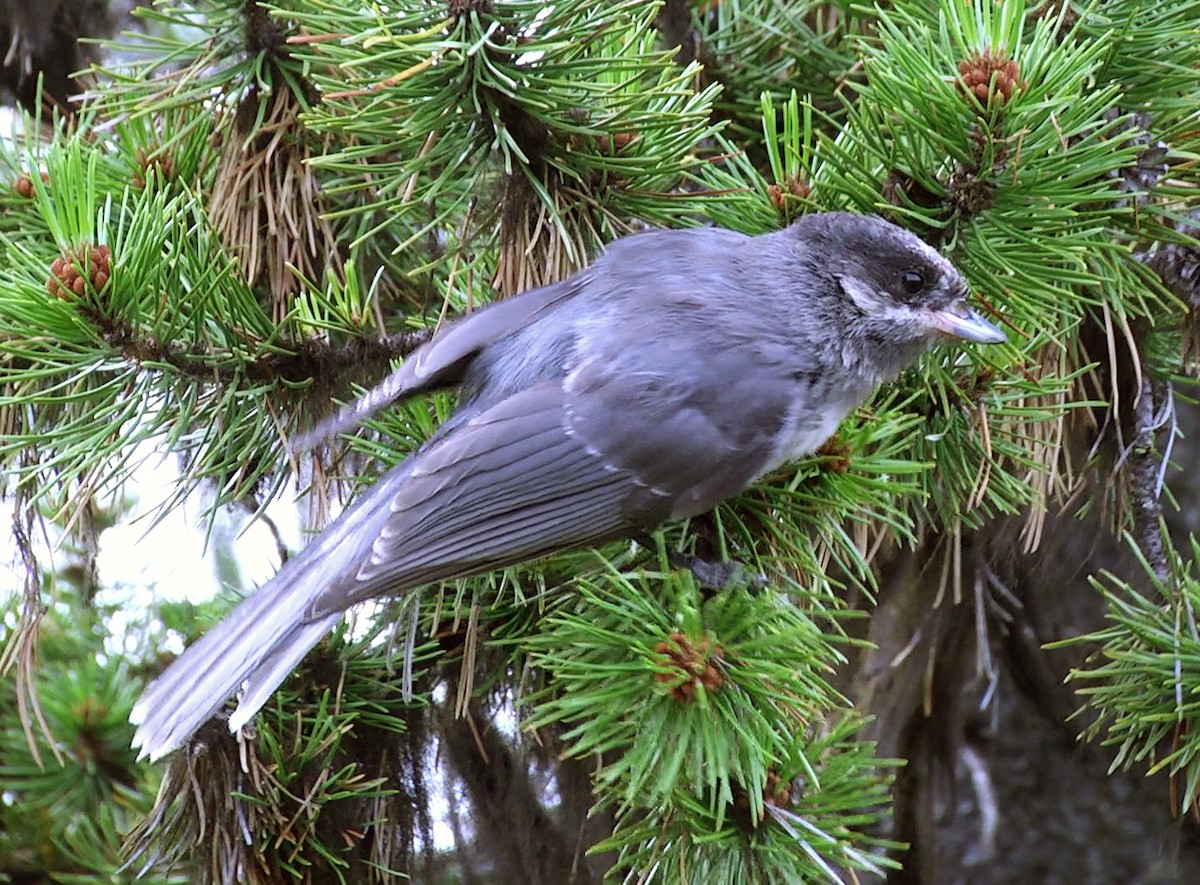 Canada Jay - ML205035831