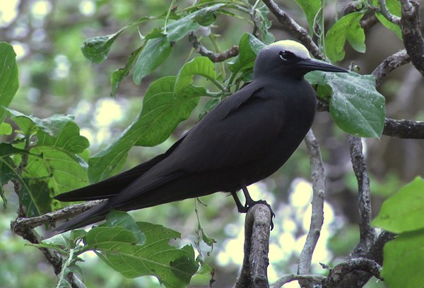 Black Noddy (minutus Group) - ML205036081