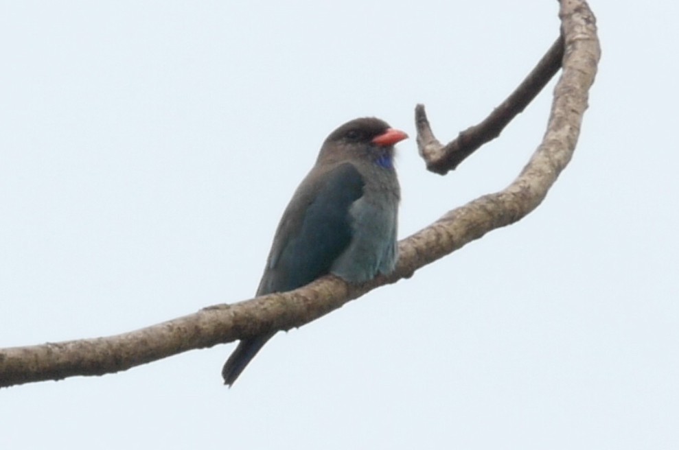 Dollarbird - ML205036461