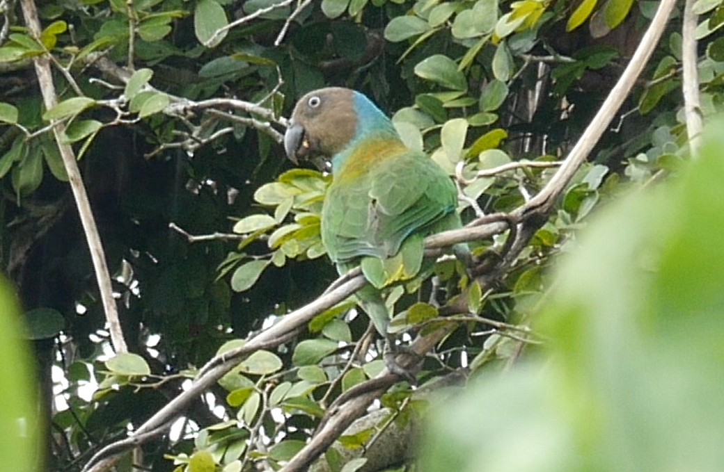 Red-cheeked Parrot - ML205036481