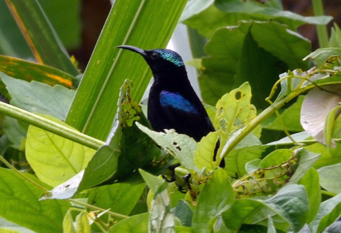 Black Sunbird - ML205036521