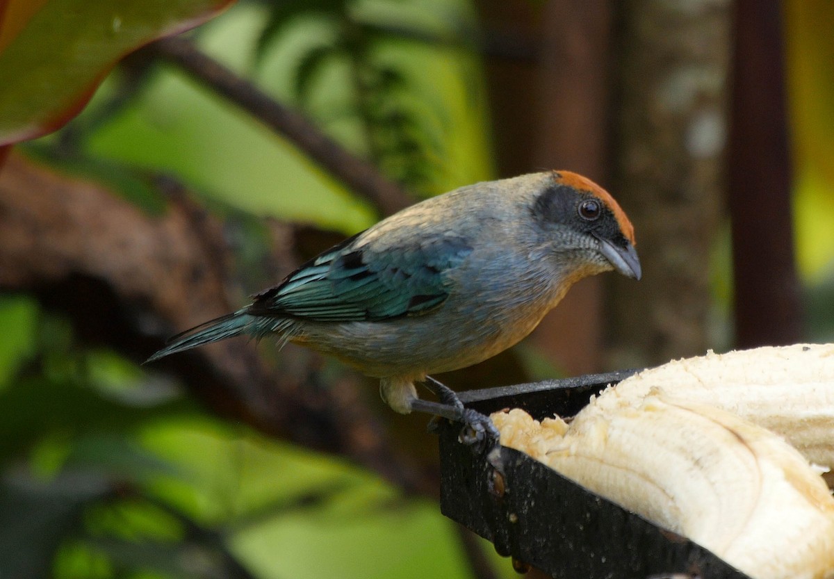 Scrub Tanager - Josep del Hoyo