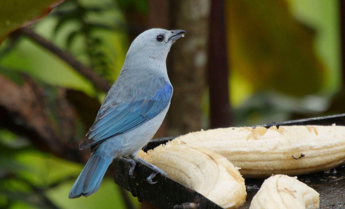 Blue-gray Tanager (Blue-gray) - ML205036631
