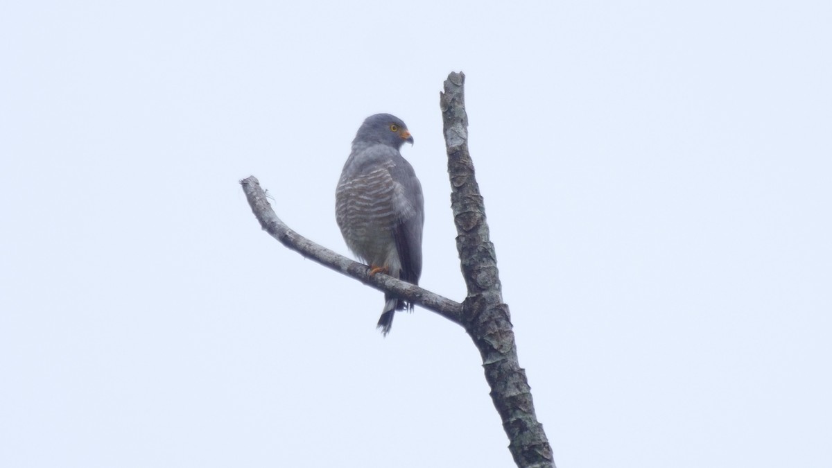 Roadside Hawk (Northern) - ML205036821