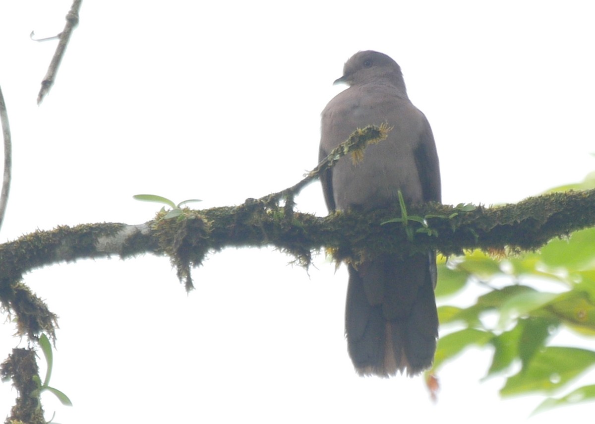 holub vínový (ssp. subvinacea/berlepschi) - ML205036861