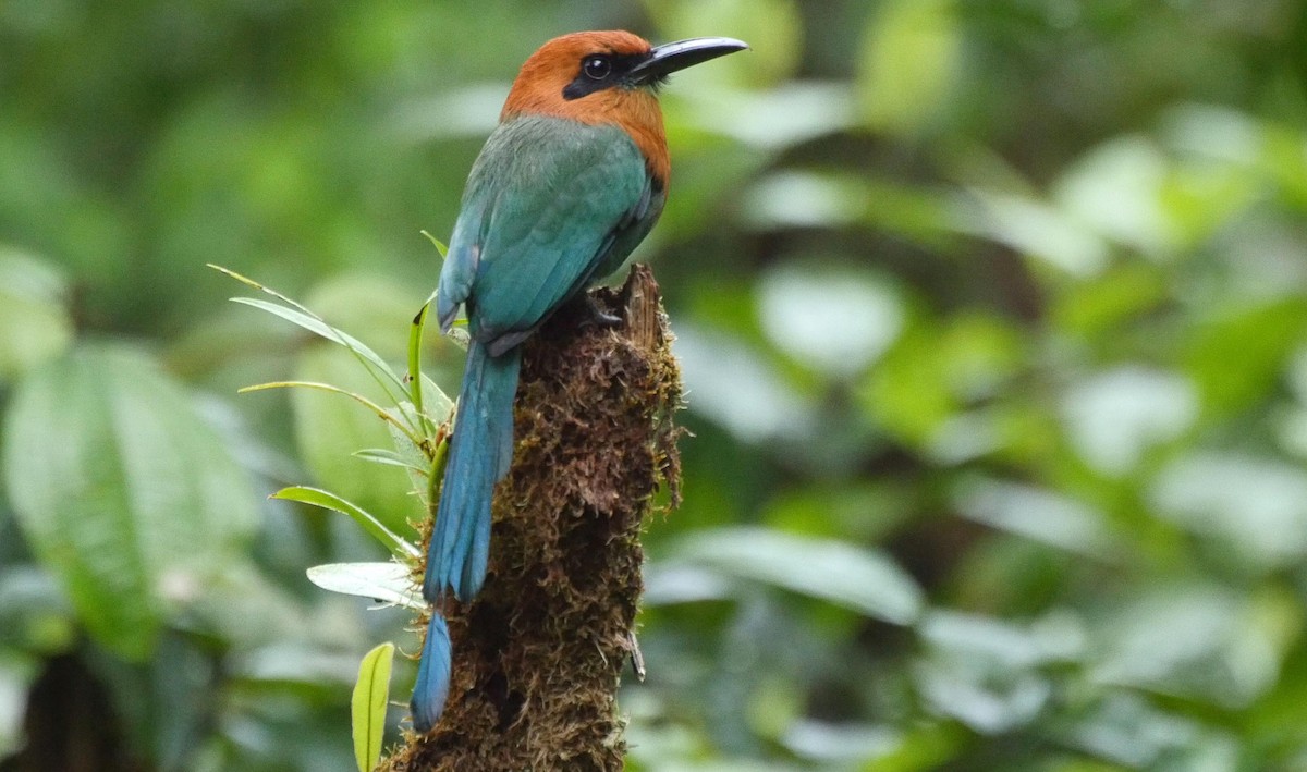 Plattschnabelmotmot [platyrhynchum-Gruppe] - ML205036901