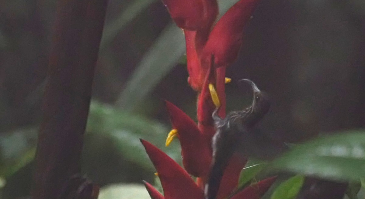 kolibřík orlozobec - ML205037141