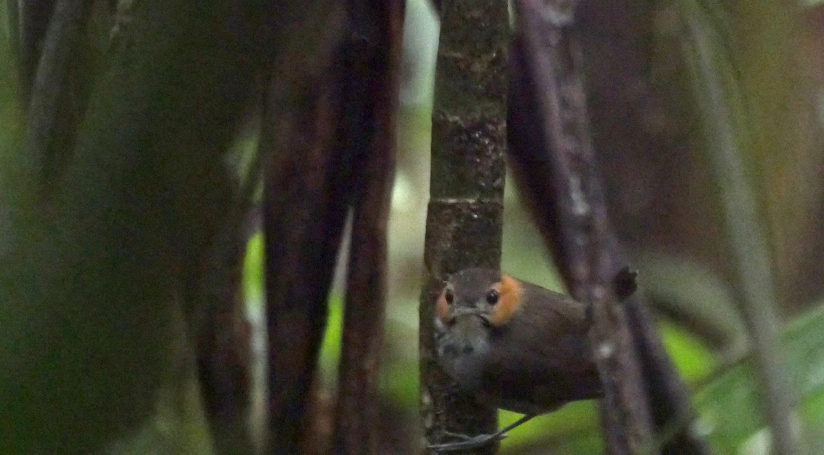 Tawny-faced Gnatwren - ML205037171