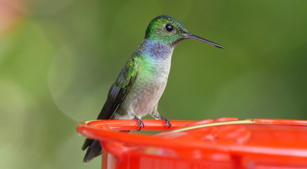 Blue-chested Hummingbird - ML205037201