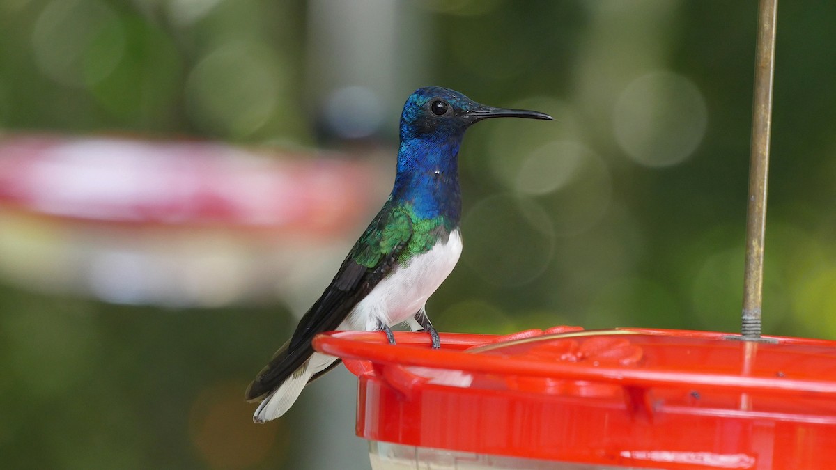 White-necked Jacobin - Josep del Hoyo