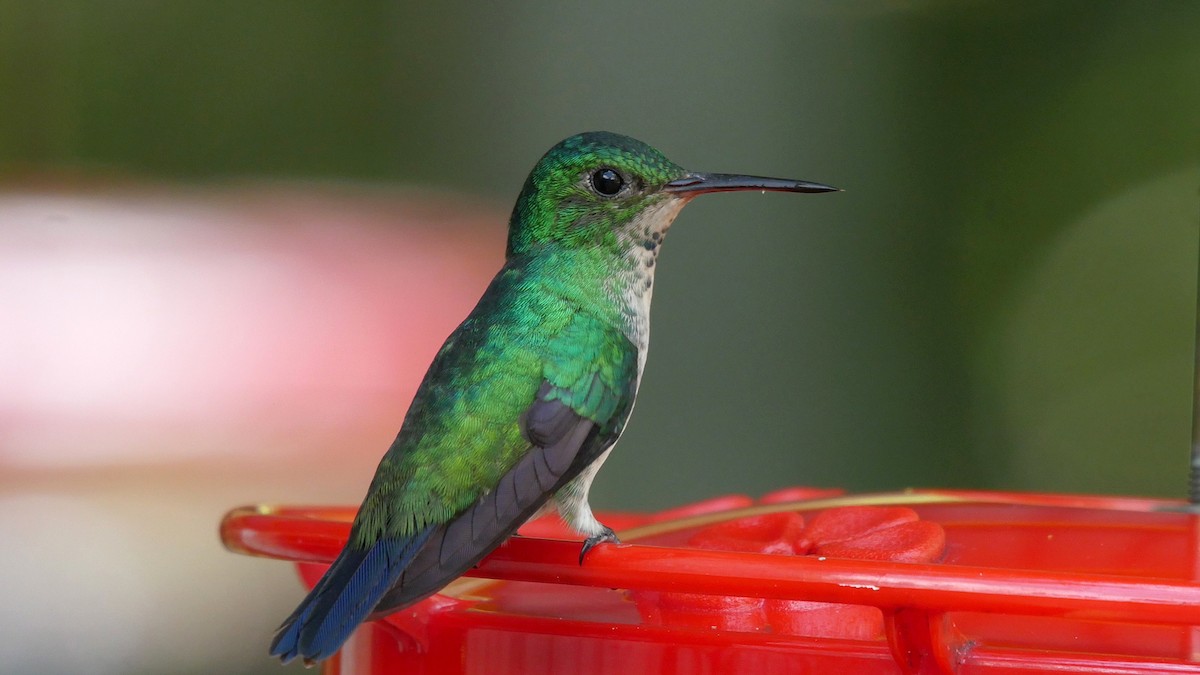 Violet-bellied Hummingbird - ML205037291