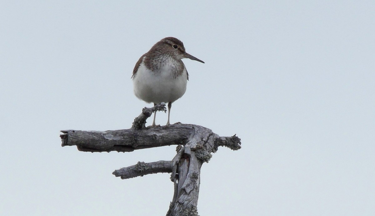 Common Sandpiper - ML205037341