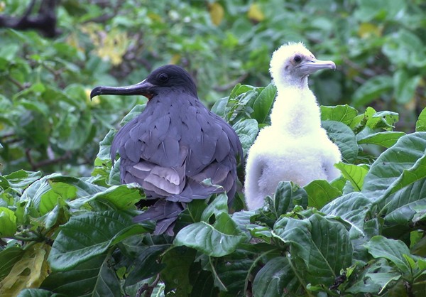 Lesser Frigatebird (Lesser) - ML205037381