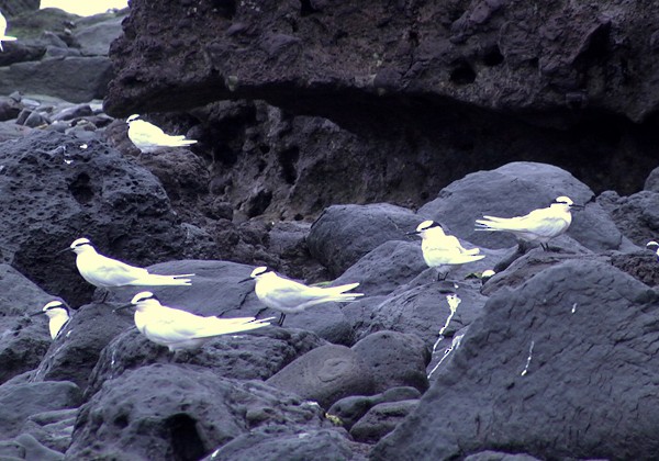 Black-naped Tern - ML205037391