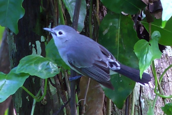 Slaty Monarch - ML205037601