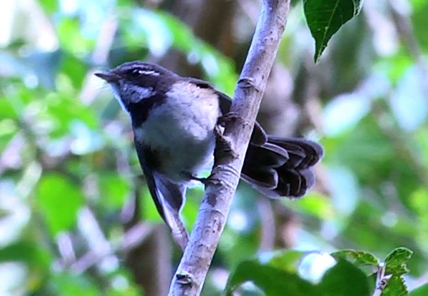 Kadavu Fantail - Josep del Hoyo