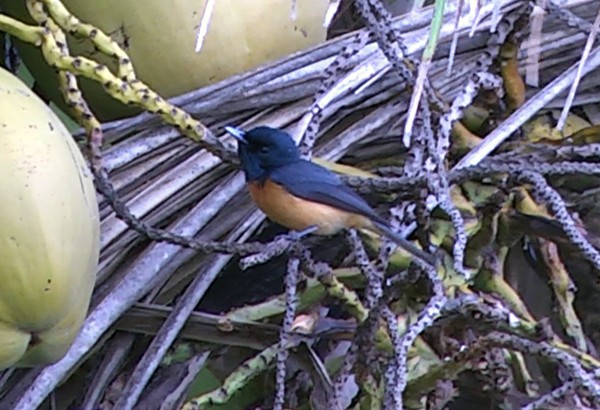 Vanikoro Flycatcher - ML205037671