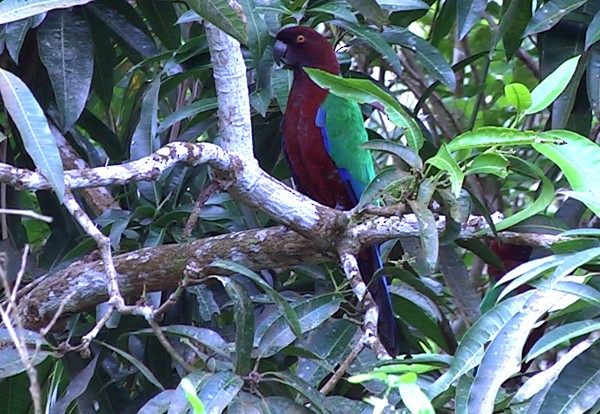 Фиджийский попугай-арлекин - ML205037791