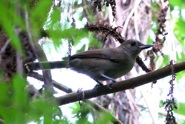 Fiji Shrikebill (Fiji) - ML205037851