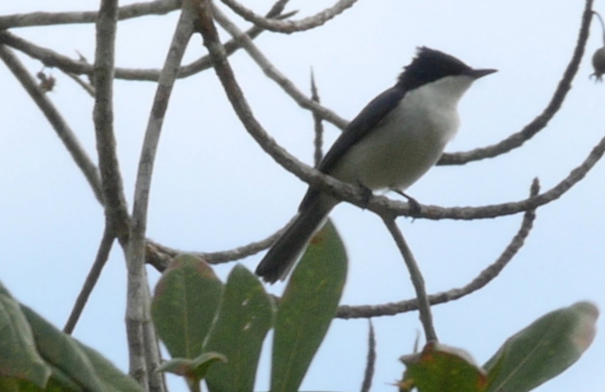 Moluccan Flycatcher - ML205037911