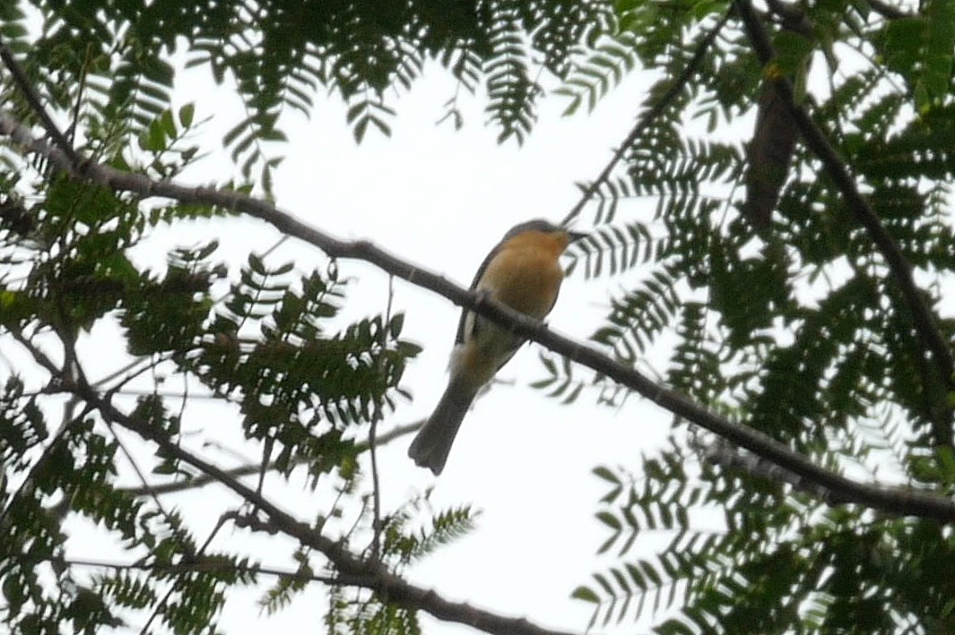 Moluccan Flycatcher - ML205037921