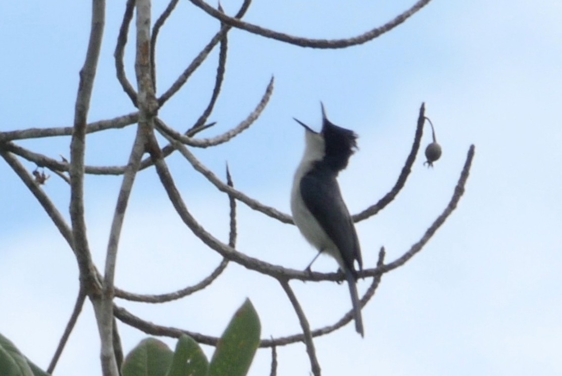 Moluccan Flycatcher - ML205037931